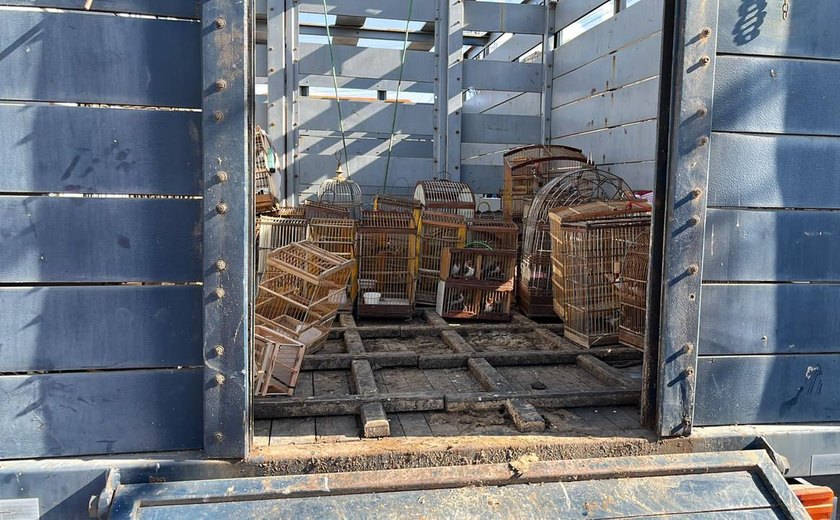 FPI 2023 resgata aves presas dentro de veículo na cidade de Arapiraca
