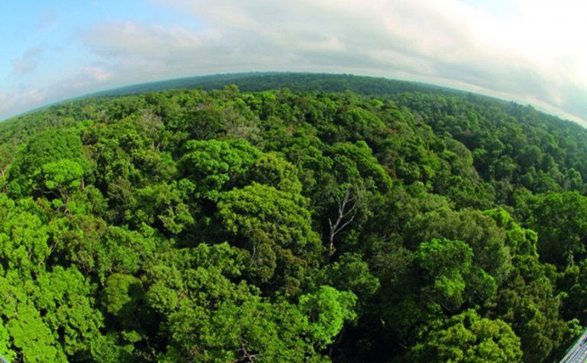OCB reforça aplicação do Código Florestal para todo território brasileiro