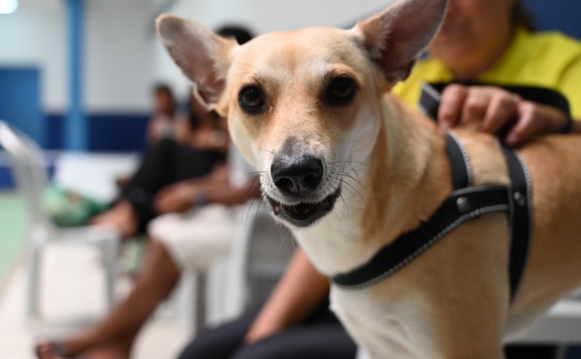 Primeiro Mutirão de Castração no HC Pet promove mais de 80 cirurgias