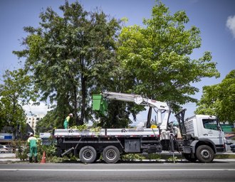 Em três meses, Alurb efetuou mais de 2.800 podas e supressões de árvores