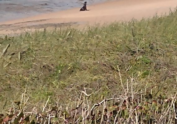 Vídeo: moradores avistam lobo-marinho em Jequiá da Praia