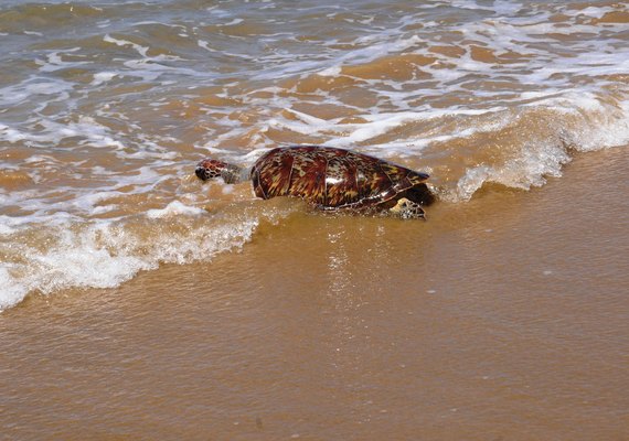 IMA orienta para riscos e regras ao encontrar peixes-boi e tartarugas no litoral de Alagoas