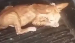 Homem é preso por afogar filhote de gato e divulgar vídeo em Junqueiro