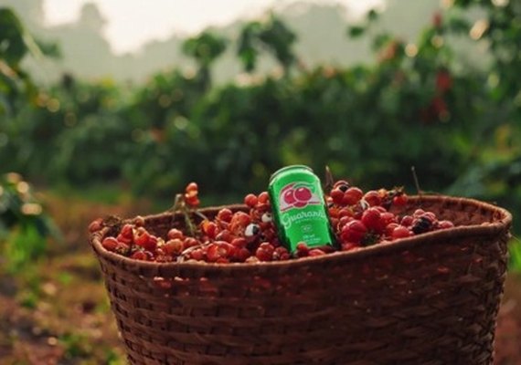 Ambev e Guaraná Antarctica vão produzir e doar 100 mil mudas em Maués