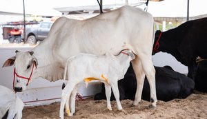 Sebrae Alagoas realiza Seminário da Bovinocultura do Leite do Baixo São Francisco