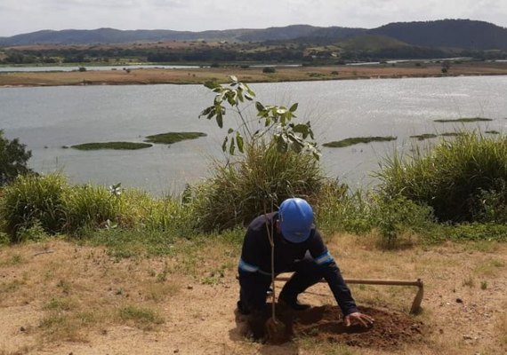 No Velho Chico, plantio de mudas celebra importância da árvore