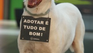 Maceió recebe evento de adoção de cães e gatos que buscam novas famílias