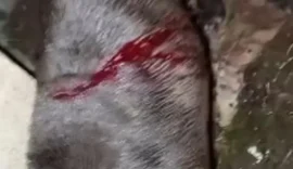 Cadela pit-bull é atacada com facão em Arapiraca; caso é investigado como maus-tratos