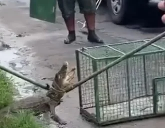 Vídeo: jacaré é resgatado após aparecer em via pública na Grande Maceió