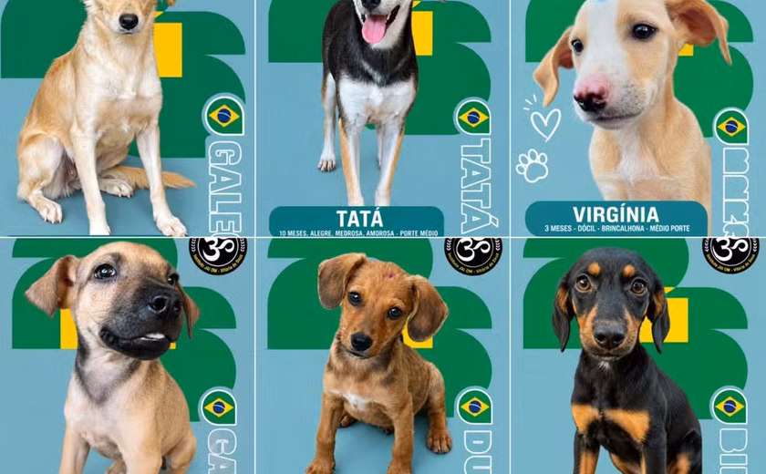 Álbum de figurinhas transforma cães resgatados em estrelas da adoção em Maceió