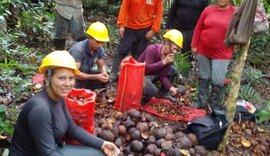 Projeto Fitoterápicos ajuda região amazônica ampliar a oferta de produtos feitos com plantas medicinais