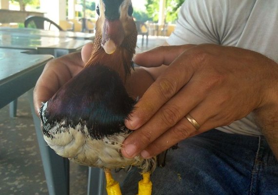 Patinho ganha 'pés' de resina e volta a andar após ser atacado em lago