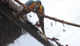 Morte de mais quatro aves fecha ao público zoológico do Rio