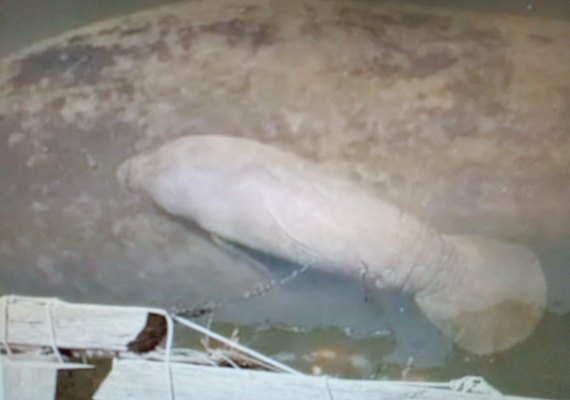 Primeira filhote de peixe-boi nascida em cativeiro de AL morre após ficar presa em galhos de mangue