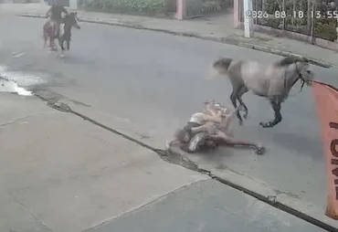 Casal cai de cavalo durante trajeto em alta velocidade em Arapiraca