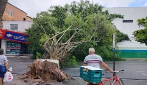Avenida no Benedito Bentes é interditada após queda de árvore de grande porte