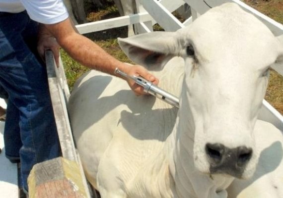 Prazo para vacinação contra a febre aftosa encerra dia 30 em Alagoas