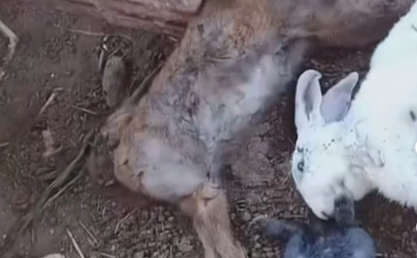 Suposto “chupa-cabra” volta a matar