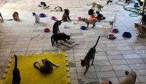 Vídeo: com 115 gatos, adolescente pede ajuda para manter abrigo funcionando no Trapiche da Barra