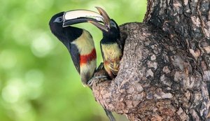 IMA abre exposição com finalistas do IV Concurso de Fotografia Ambiental