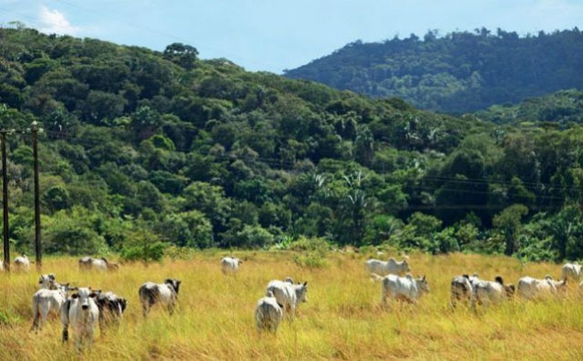 Fazenda em Pernambuco guarda reserva particular com espécies ameaçadas de extinção
