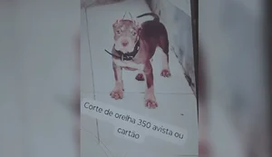 Homem é indiciado por oferecer corte estético de orelhas de cães em Maceió