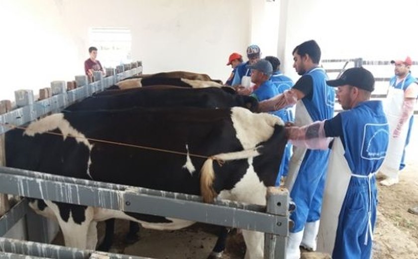 Curso capacita produtores em inseminação artificial de bovinos
