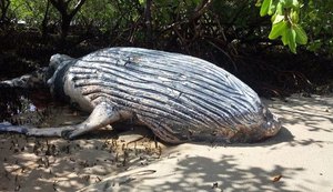 Alagoas é quarto estado do país em encalhe de baleia jubarte