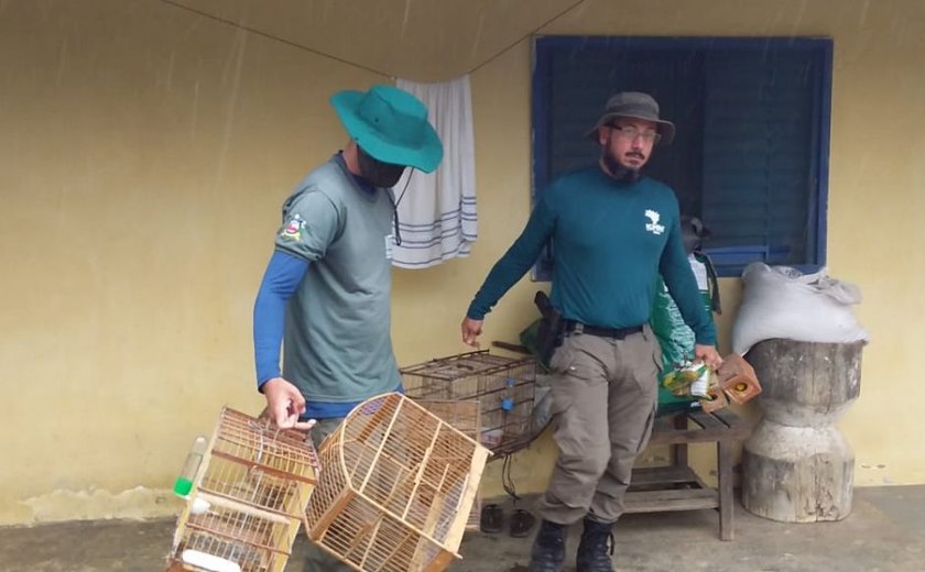 Operação apreende 290 aves em 7 cidades de Alagoas