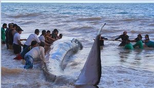 Pandemia produz mudanças no monitoramento de animais marinhos