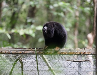 Guaribas-de-mãos-ruivas ganham liberdade em reserva ambiental de Coruripe