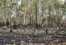 MPAL assegura recuperação de área de Caatinga e indenização de R$ 300 mil