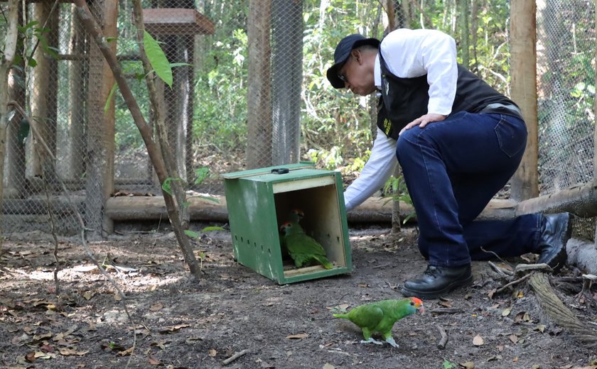 Transferência para viveiro de aclimatação em Mosaico de Reservas do Rio Niquim aproxima Papagaios Chauás de retorno à vida livre