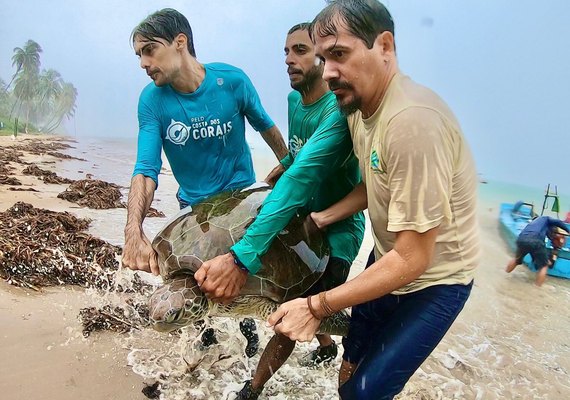 Tartarugas marinhas serão monitoradas com transmissores via satélite em Alagoas