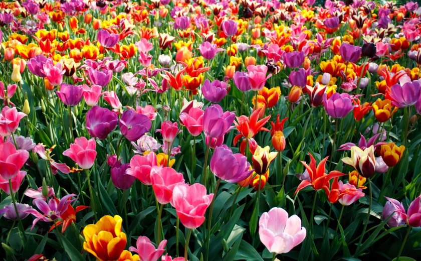 Estacão das flores tem início na próxima sexta-feira (22)