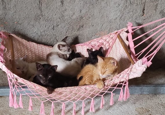 Projeto Acolher participa de feira de adoção neste sábado (19)