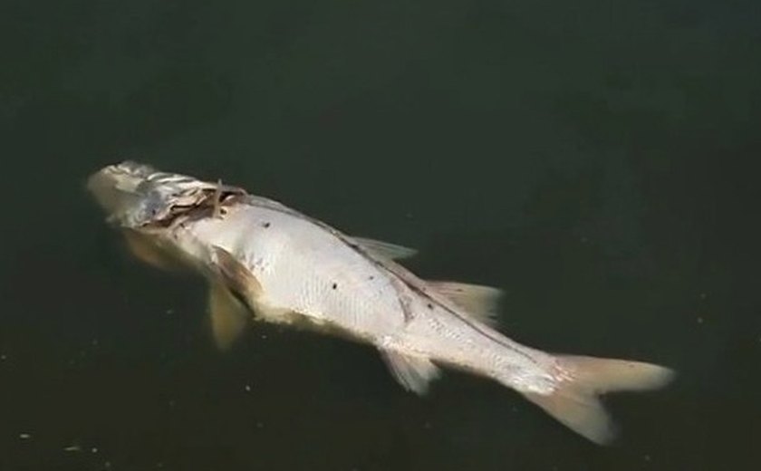 Peixes aparecem mortos na Lagoa da Anta em Maceió na manhã desta quinta-feira (03)