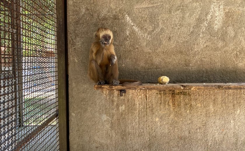 MP/AL avança com Plano de Ação Estadual para proteção do Macaco-prego-galego