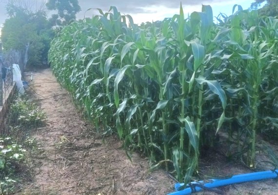 Arapiraca deve produzir mais de 2 milhões de espigas de milho verde