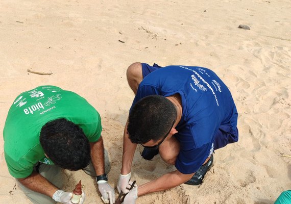 Vídeo: Biota registra desova de tartaruga de pente na praia de Jacarecica