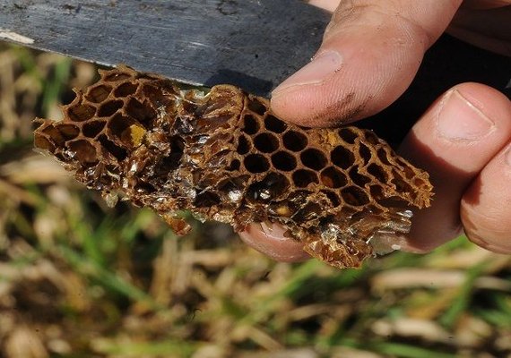 Rotas do Mel incentivam desenvolvimento de pequenos produtores do RN