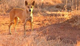 Pai salva bebê arrastado por cão selvagem enquanto dormia em van