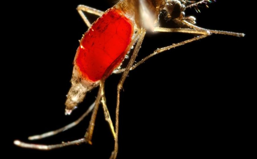 Sete estados têm alta nos casos de chikungunya no primeiro semestre de 2017