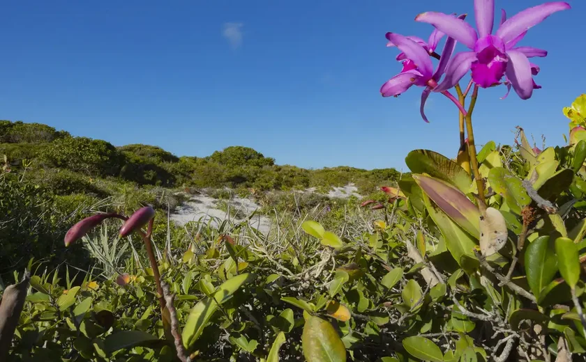 Inpe confirma redução de desmatamento na maioria dos biomas em 2024