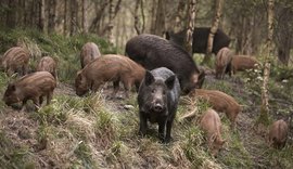 Caçador é confundido com javali e morto a tiros no interior de SP