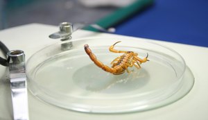 Sesau orienta população sobre cuidados para evitar acidentes com escorpiões
