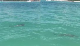 Vídeo de animal marinho gera preocupação em Maragogi, mas especialista aponta que espécie não deve ser tubarão