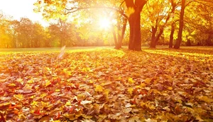 Nova estação: outono começa nesta quinta (20) com redução gradual nas temperaturas com foco para maio