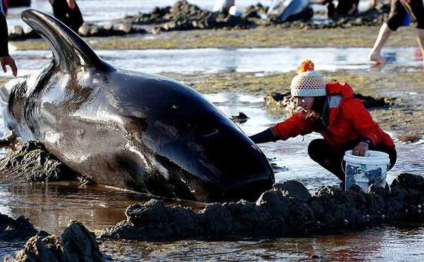 Morte em massa de baleias choca a Nova Zelândia