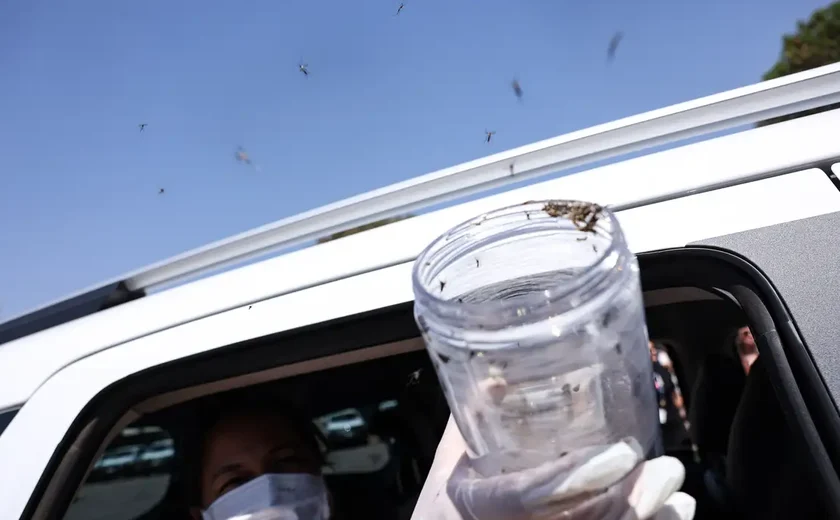 Saúde libera mosquitos estéreis para frear reprodução do Aedes